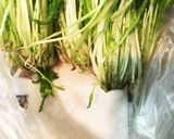 私的水菜の☆長持ち保存作り方4写真