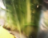 私的水菜の☆長持ち保存作り方5写真