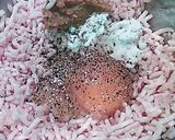 鶏ひきバーグ作り方1写真