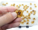 食品乾燥機で自家製ドライフルーツ作り方4写真