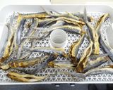 とび魚煮干し作り方6写真