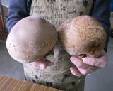 のとてまり(巨大椎茸)のつけ焼き作り方2写真