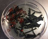白菜の一夜漬け作り方1写真
