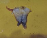 活北寄貝の刺身作り方11写真