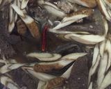 牛蒡豚挽肉の時雨煮風作り方5写真