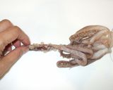 イカ・ゲソ煮物・いか炒め物♪簡単節約料理作り方2写真