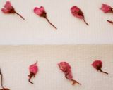 ✿桜のシフォンロール✿作り方17写真
