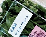アイスプラントの胡麻和え作り方1写真