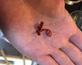 焼きチーズ入りオニオンスープ作り方5写真