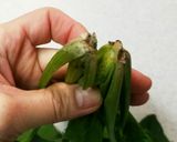 **ほうれん草のオイル蒸し**作り方2写真