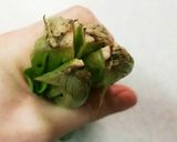 **ほうれん草のオイル蒸し**作り方3写真