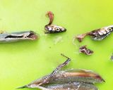ヘルシー☆キビナゴのしゃぶしゃぶ作り方3写真