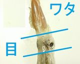 ☺いかゲソとねぎのバター醤油ワタ炒め☺作り方2写真