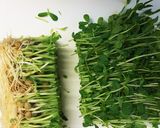 簡単！鶏ガラの素で豆苗のナムル作り方1写真
