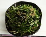 しらすサラダ作り方4写真