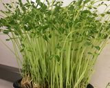 豆苗スパペペロンチーノ作り方3写真