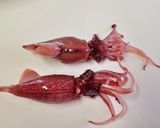 茹でホタルイカの下ごしらえ　ストレス無　作り方3写真