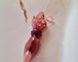 茹でホタルイカの下ごしらえ　ストレス無　作り方5写真