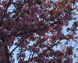 桜の塩漬け作り方1写真