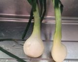 新たまねぎと自家製麦味噌炒め作り方1写真
