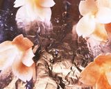 入学進学のお祝いに✿桜の花チーズケーキ✿作り方2写真