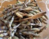 つくし料理の定番作り方1写真