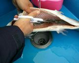 豊島園大型の鱒の処理の仕方作り方4写真