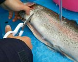 豊島園大型の鱒の処理の仕方作り方5写真