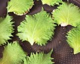 簡単！鳥ひきとなめたけのハンバーグ作り方4写真