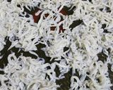 簡単！シラスで即席ちりめん山椒作り方1写真