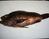 魚を捌こう！メバル煮つけ編作り方1写真