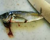 美味しい子鯵の南蛮漬け作り方2写真