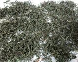 長期保存できちゃう！大葉の保存法作り方4写真