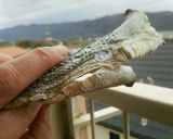 身欠き鰊作り方9写真