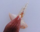 簡単♪ホタルイカと胡瓜の酢味噌和え作り方3写真