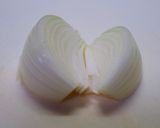 キャベツと玉ねぎのカレー味ふわふわ肉団子作り方10写真