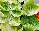 春キャベツの春花風包みあんかけ作り方1写真