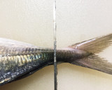 アジのお刺身★ハサミで簡単★皮引きも作り方5写真