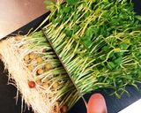節約常備菜に◎モヤシと豆苗のナムル作り方1写真