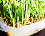 節約常備菜に◎モヤシと豆苗のナムル作り方8写真