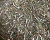 イカナゴの釘煮(無水鍋QC使用)作り方1写真