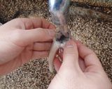 ハタハタの下処理作り方4写真