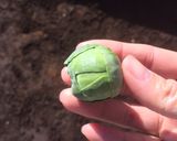 芽キャベツと小カブのハーブソテー作り方1写真