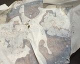 カレイの煮付け作り方4写真