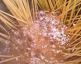 つぶ貝と茄子の和パスタ作り方4写真