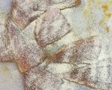 あじのカレー風味ムニエル 糖質制限用作り方3写真