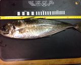 鯵のお刺身☆捌き方作り方1写真