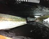 鯵のお刺身☆捌き方作り方7写真