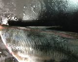 鯵のお刺身☆捌き方作り方8写真