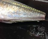 鯵のお刺身☆捌き方作り方9写真